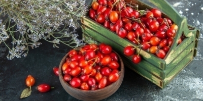 Bild från vårt test av bockhornsklöver 2026