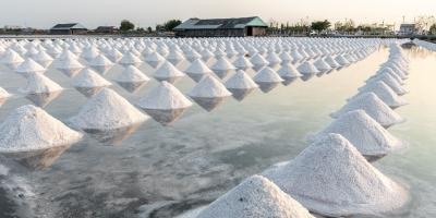 Bild från vårt test av bockhornsklöver 2026