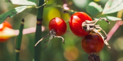 Bild från vårt test av bockhornsklöver 2026