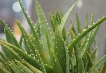 Aloe vera dryck banner