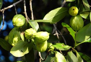 Garcinia Cambogia banner