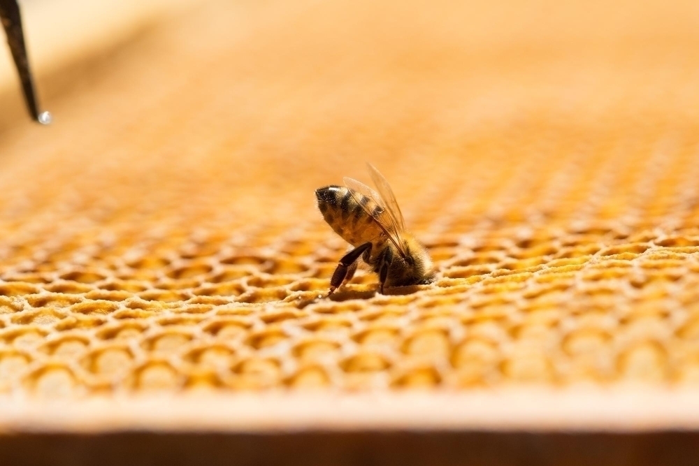 closeup shot bee making honey honeycomb traditional beekeeping