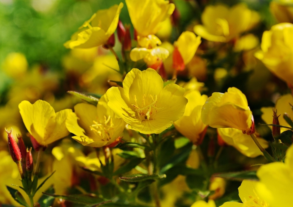 jattenattljus blomma